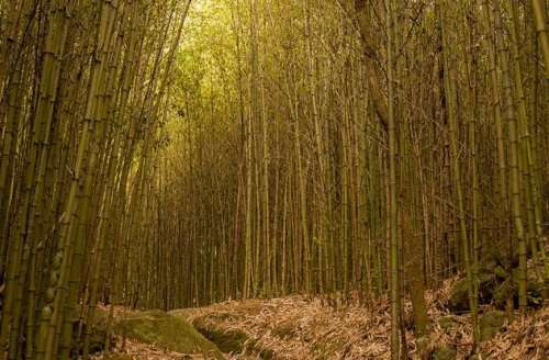 Топ-10: Удивительные факты про бамбук