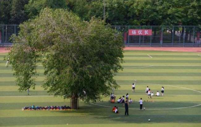 Дерево посреди школьного стадиона (3 фото)