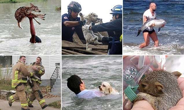 Эти люди рисковали жизнью, чтобы спасти животных (20 фото)