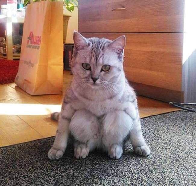 25 смешных котов, которые наотрез отказываются вести себя как нормальные животные (26 фото + 1 гиф)