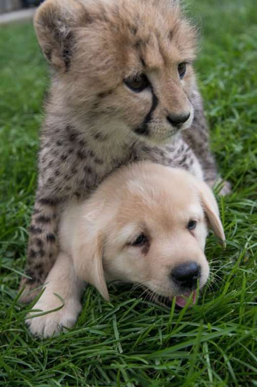 Гепарды настолько робкие существа, что в зоопарках им в компаньоны дают собак (6 фото)