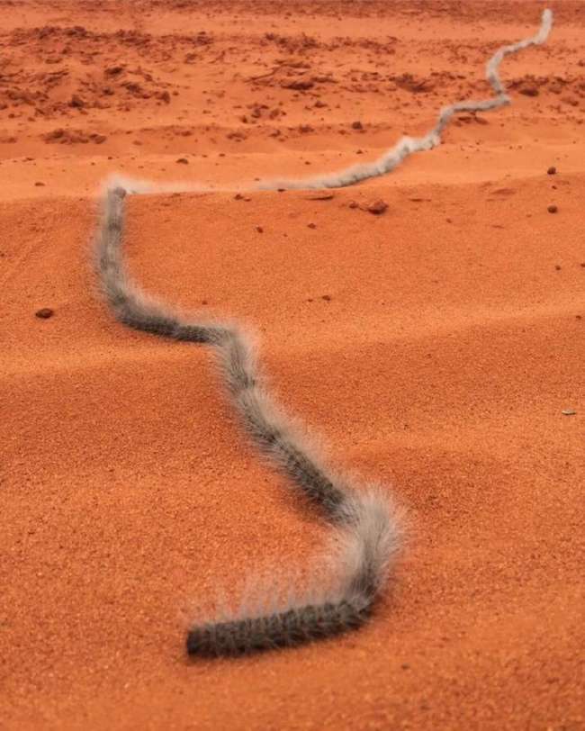 Слабонервным не смотреть: 20 раз, когда австралийские животные зашли слишком далеко (20 фото)