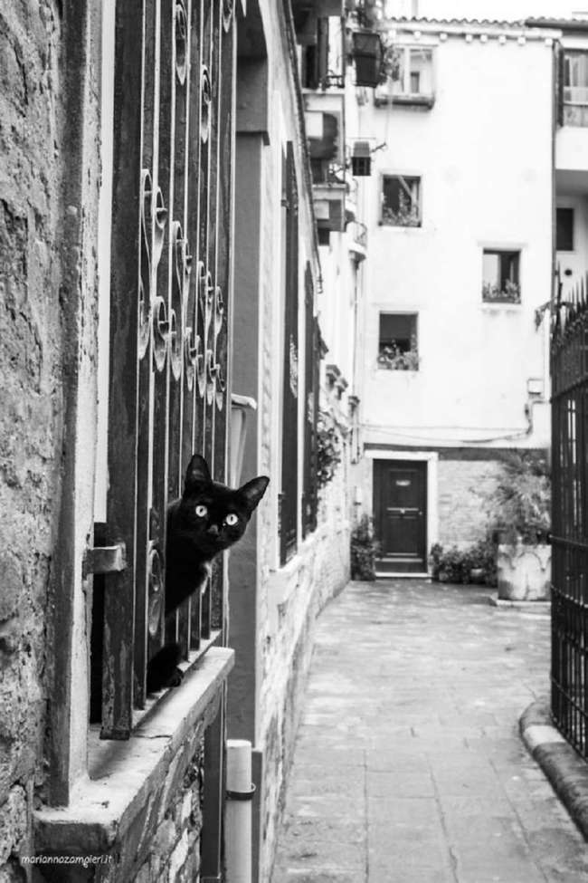 Прекрасные коты Венеции (12 фото)