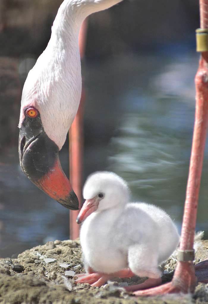 Кто-нибудь когда-нибудь видел детеныша фламинго? (9 фото)