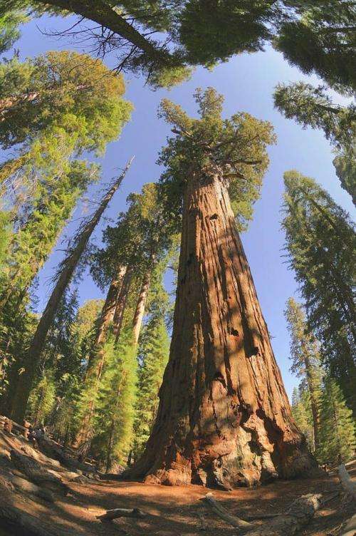 Старейшие деревья на планете (13 фото)