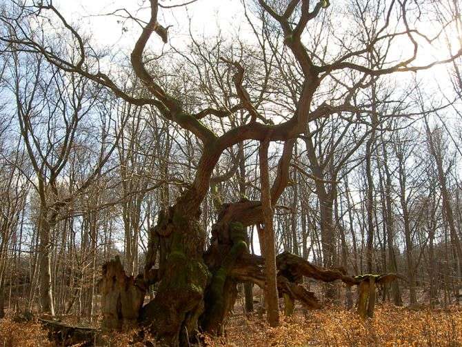 Старейшие деревья на планете (13 фото)