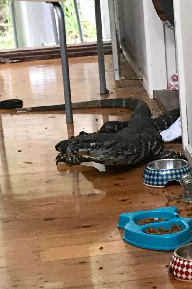 Здоровенный варан пробрался в дом за кошачьим кормом в Австралии