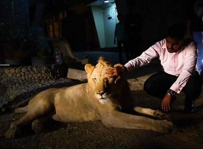 Настоящий Симба: Каково это — жить в доме с африканским львом ❘ фото + видео