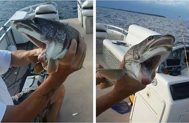 Американка поймала на озере в штате Нью-Йорк уникальную рыбу ❘ фото