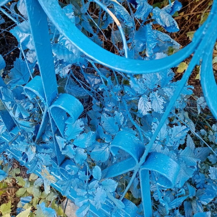В Нижегородской области школьный забор покрасили в синий цвет вместе с растениями ❘ фото