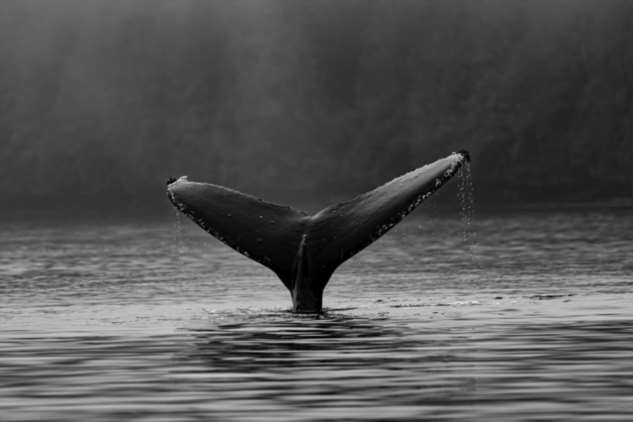 Почему киты с давних времён выбрасываются на берег?