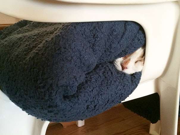 Как с помощью кошки найти самое тёплое место в доме (26 фото)
