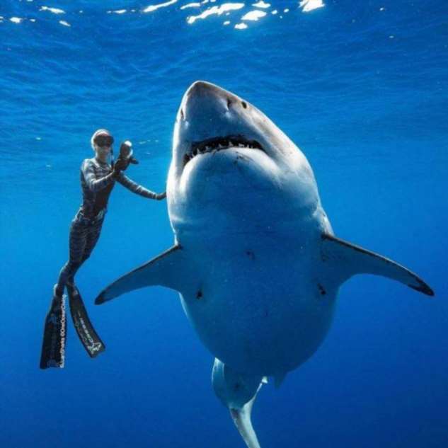Крупнейшая белая акула, замеченная у Гавайских островов. (2 фото)