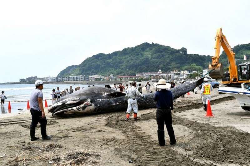 Молодого 10-метрового кита выбросило на пляж в Японии